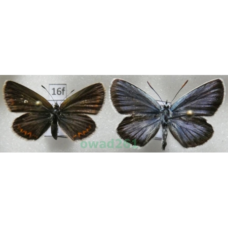 Plebejus argus (Linnaeus, 1758) pair Poland16f